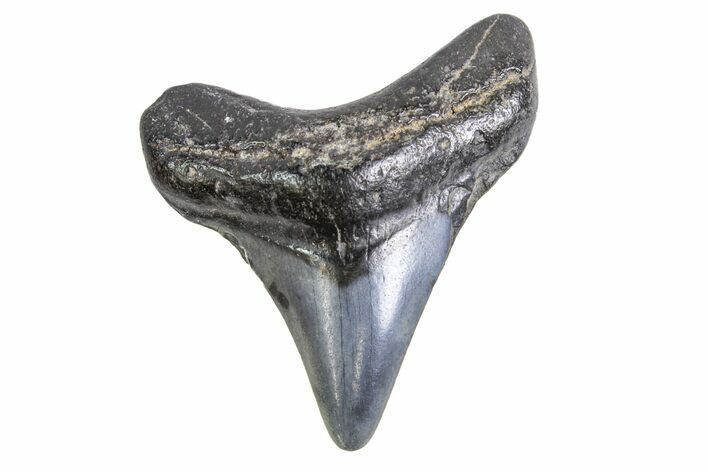 Bargain, Juvenile Megalodon Tooth - Georgia #163330